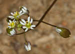 Spring draba